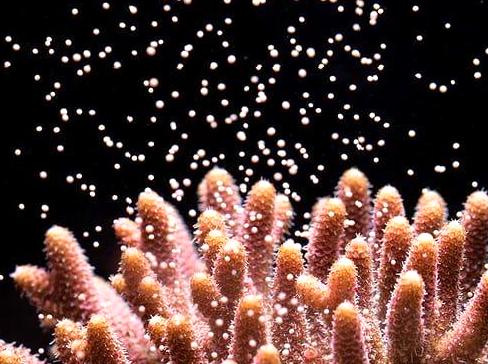 dissertationonline | Learn About Coral Spawning: Discover the phenomenon of coral spawning.