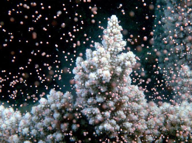 Understanding Coral Spawning: Dive into this Natural Event