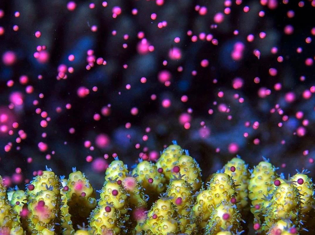 Discover Coral Spawning: A Fascinating Marine Process