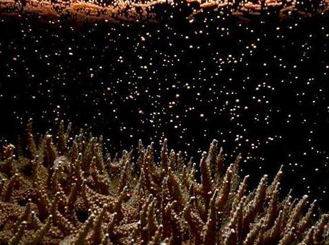 The Marvel of Coral Spawning: Learn About This Unique Occurrence