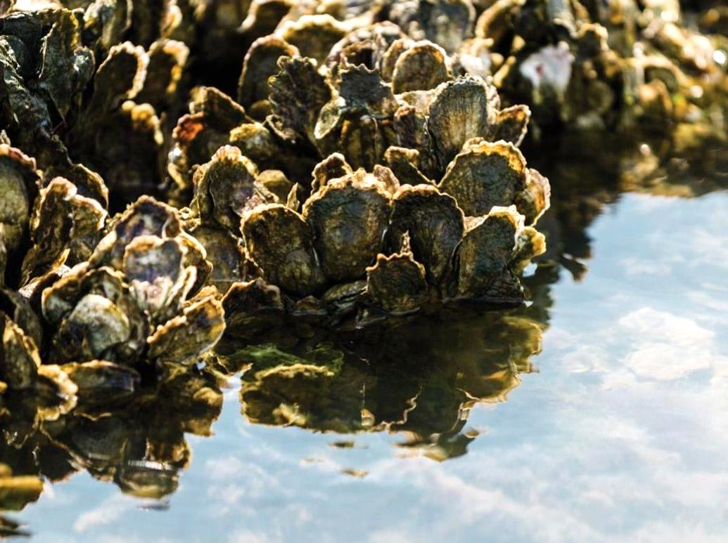 Delight in a Scenic Picnic at Oyster Stacks.