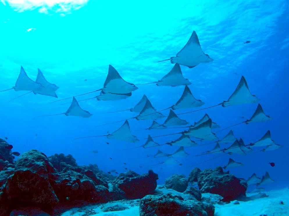 Encounter Manta Rays in Their Natural Setting