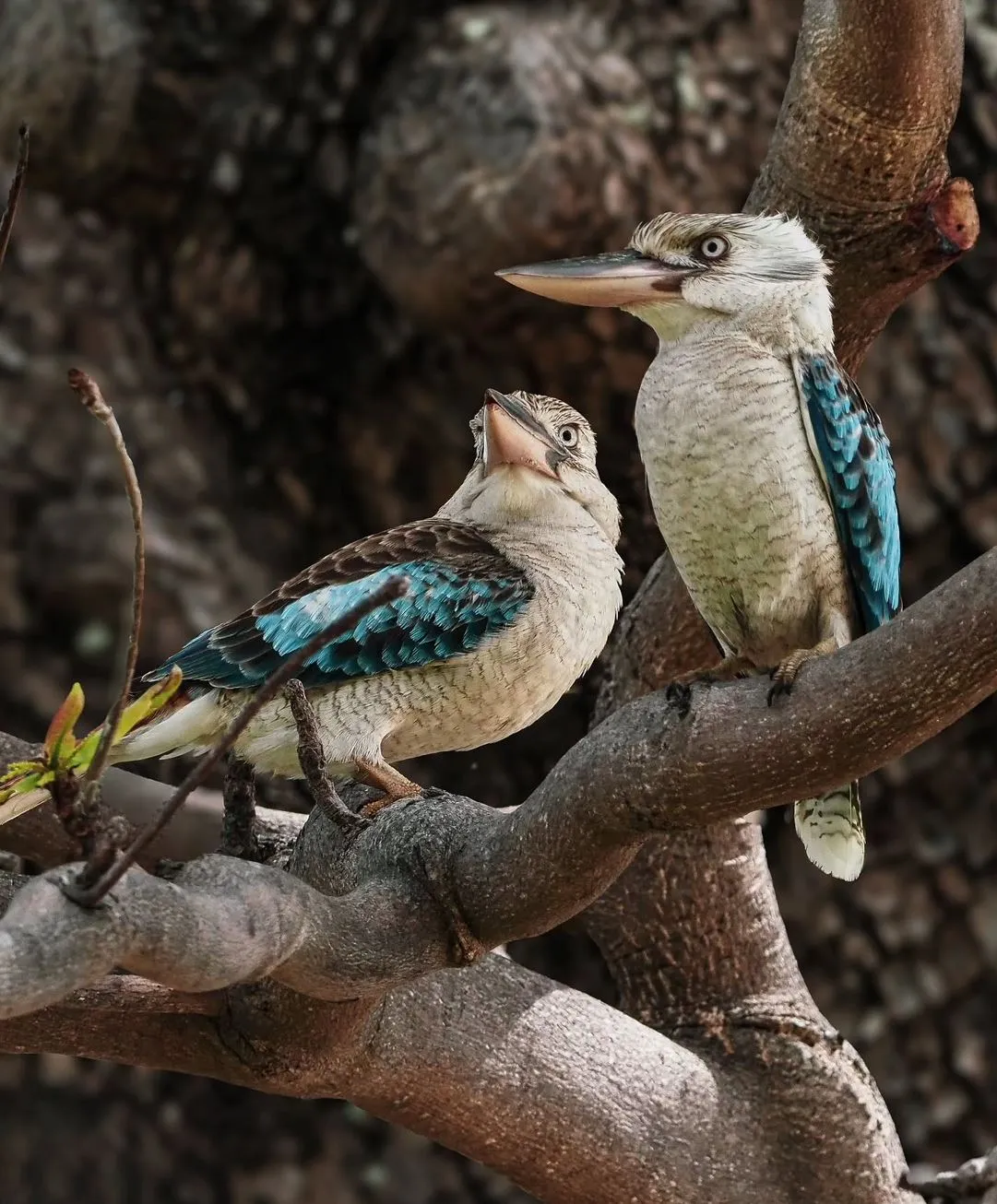dissertationonline | What Makes Kakadu National Park So Special?
